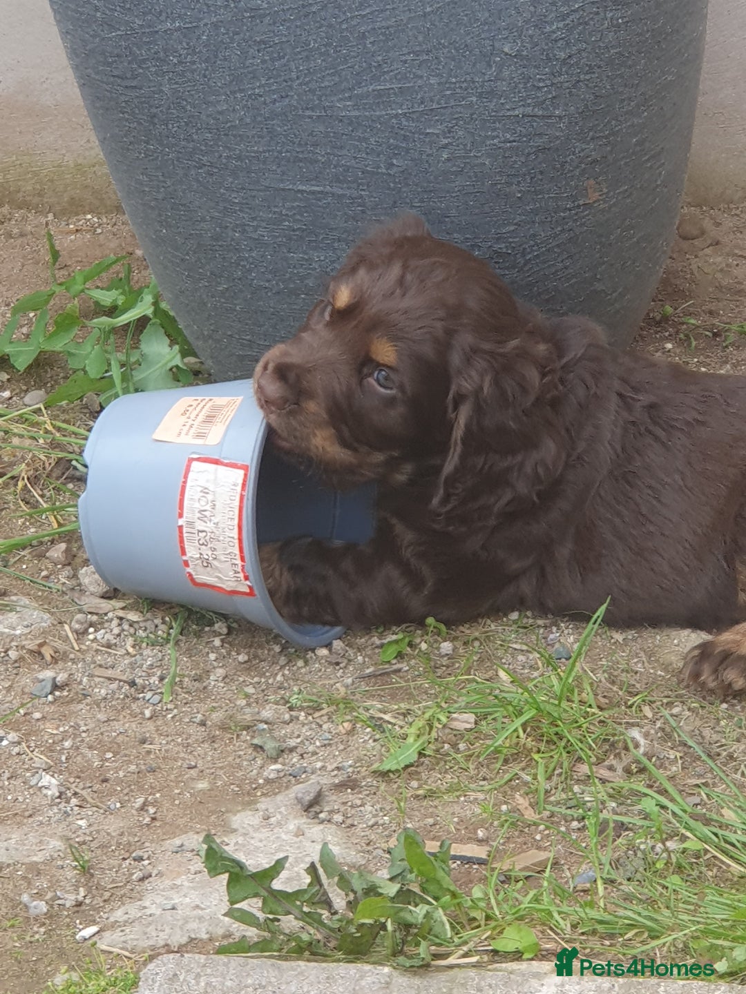 Cocker Spaniel dogs for sale: Working Cocker Spaniels  - Image 5