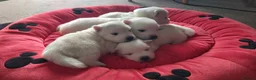 Japanese Spitz dogs for sale: Japanese Spitz Puppies - Advert 8