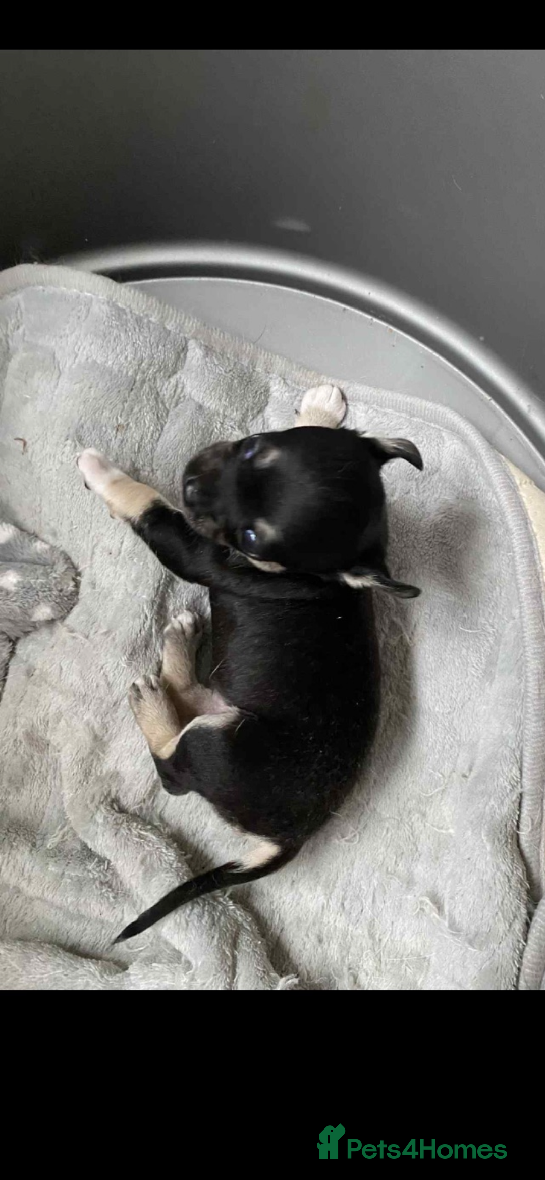 Chihuahua dogs for sale: Beautiful chihuahua female puppy - Image 2