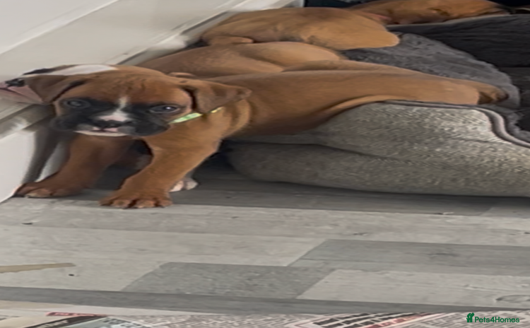 Boxer dogs - Advert 2