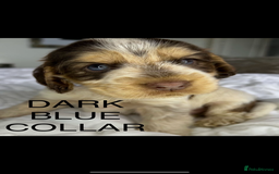 Cocker Spaniel dogs for sale: OUTSTANDING KC REG COCKER SPANIEL PUPPIES  - Image 16