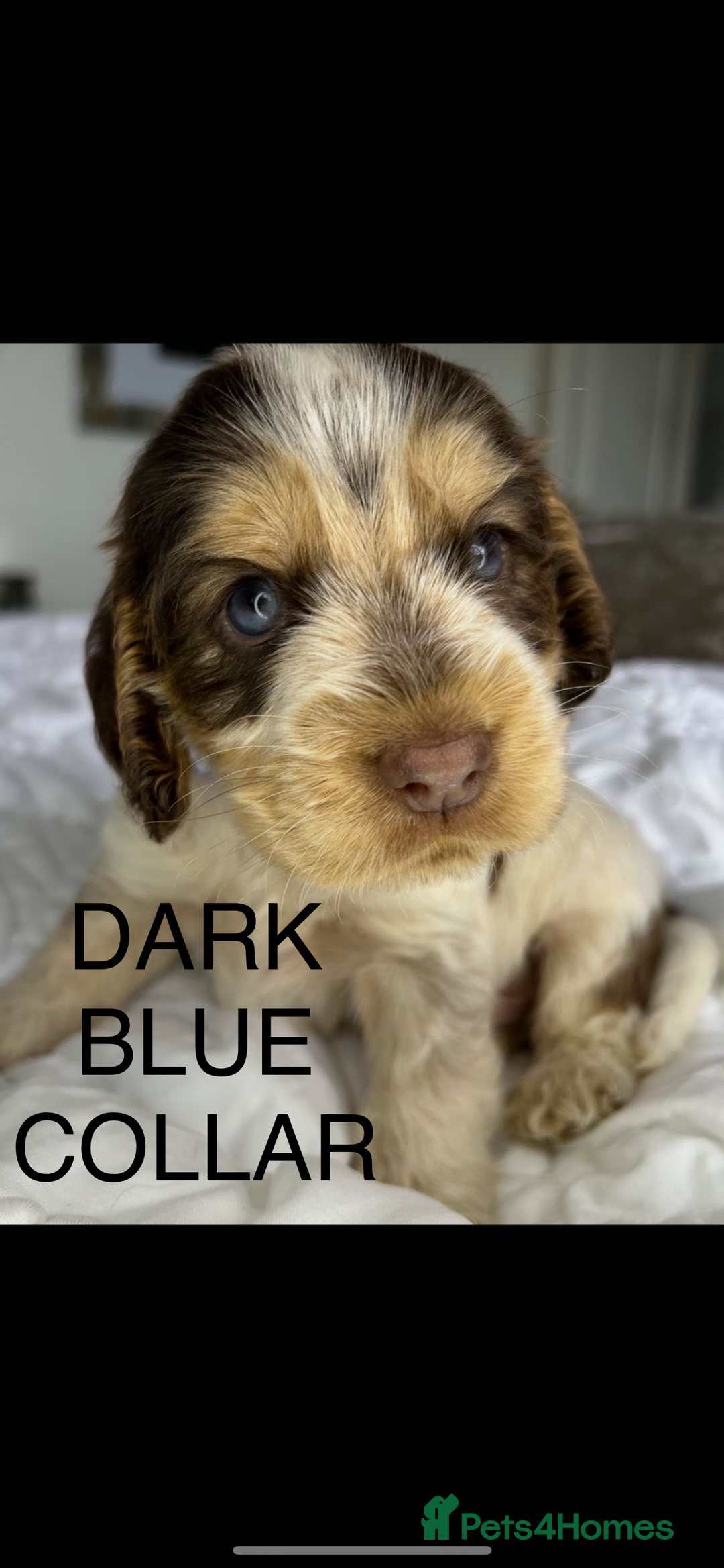 Cocker Spaniel dogs for sale: OUTSTANDING KC REG COCKER SPANIEL PUPPIES  - Image 16