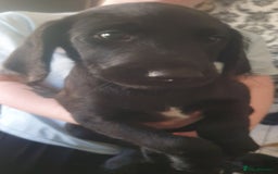 Labradoodle dogs for sale: ☆Ready to leave☆ CHUNKY PUPPIES ☆ - Advert 23