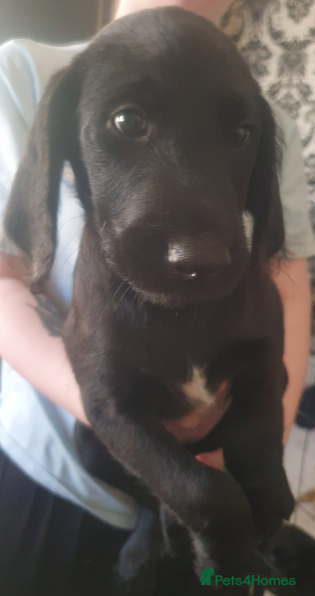 Labradoodle dogs for sale: ☆Ready to leave☆ CHUNKY PUPPIES ☆ - Advert 23