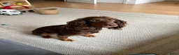 Cocker Spaniel dogs for sale: Murphy - Advert 1
