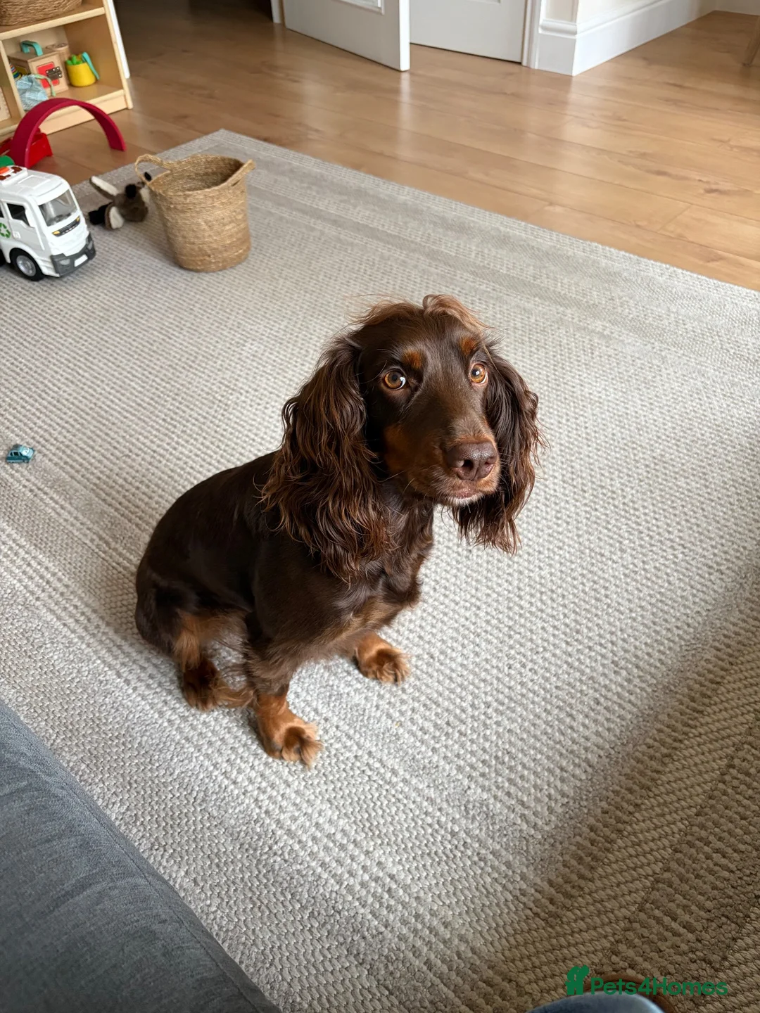 Cocker Spaniel dogs for sale: Murphy - Advert 1