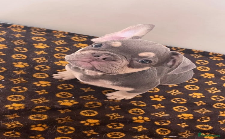 French Bulldog dogs - Advert 7