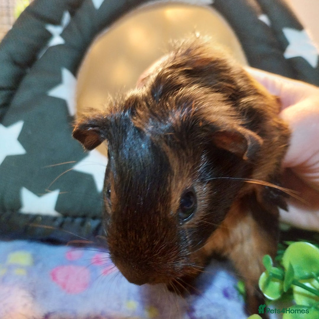 Guinea Pig rodents for sale: (RESERVED) Baby Guinea Pigs - Image 1