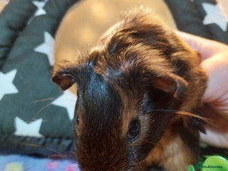 Guinea Pig rodents - Advert 27