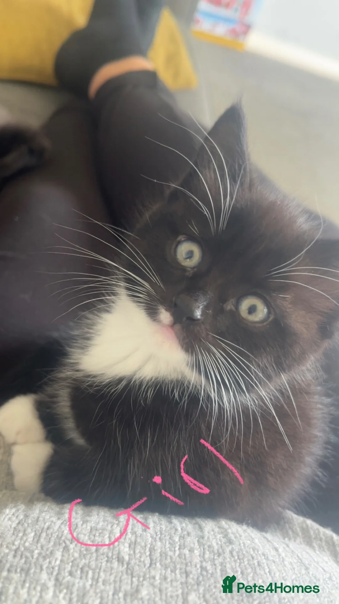 Mixed Breed cats for sale: 4 kittens 3 boys 1 girl  in Bristol - Advert 5