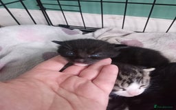 Mixed Breed cats for sale: 4 kittens available  - Image 3