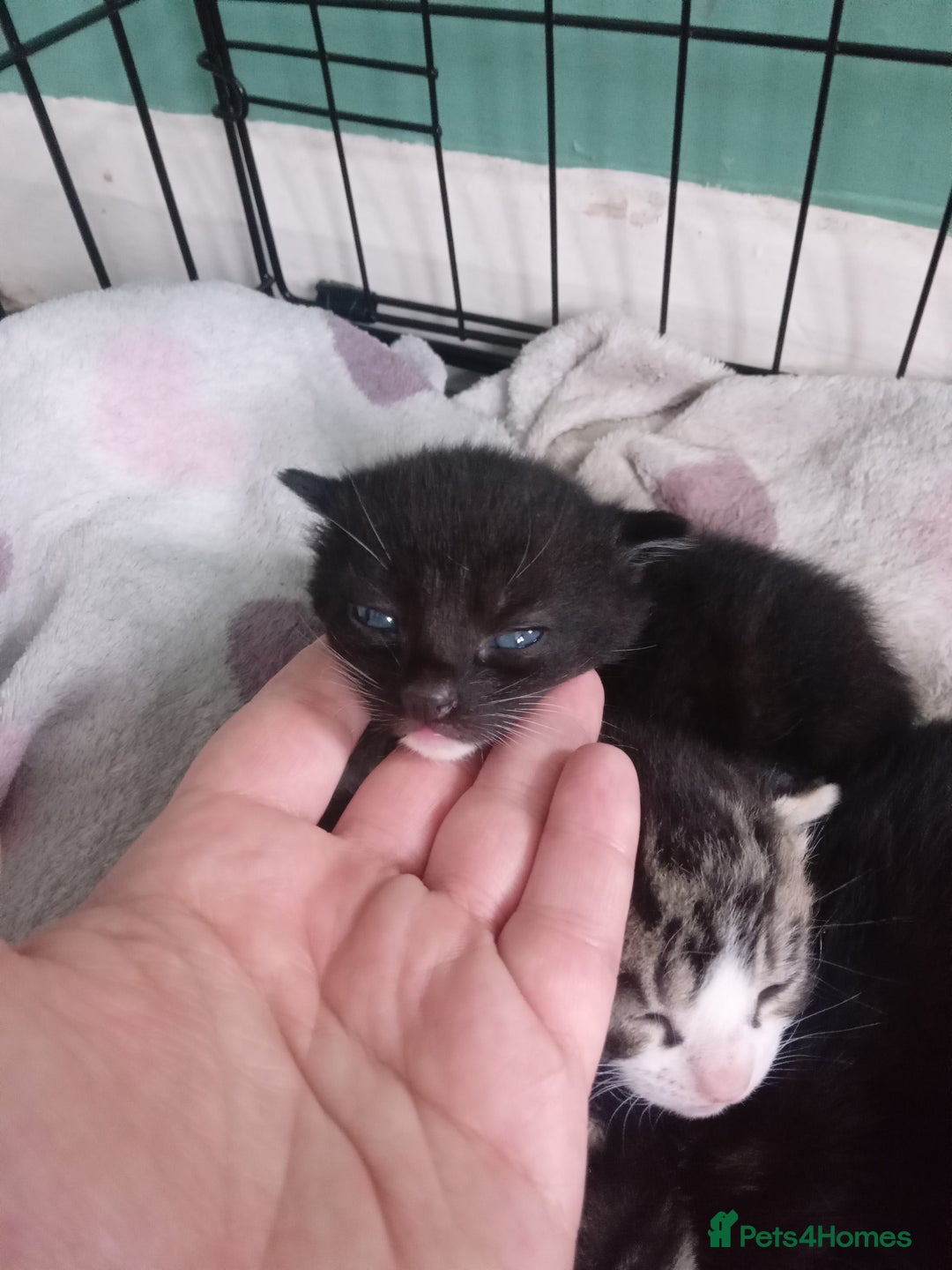 Mixed Breed cats for sale: 4 kittens available  - Image 3