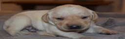 Labrador Retriever dogs for sale: Stunning Working Pedigree Labrador Puppies  in Boston - Advert 10