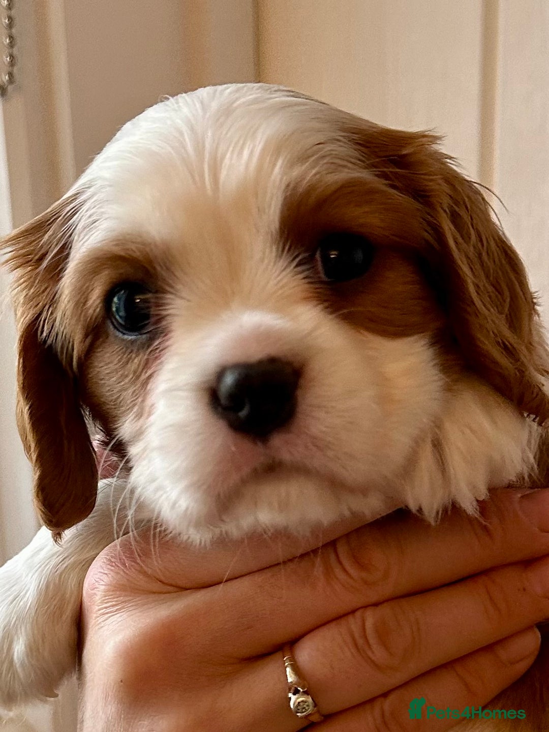Cavalier King Charles Spaniel dogs for sale: Fully health tested CKCS 🐶💙🐾 - Image 27
