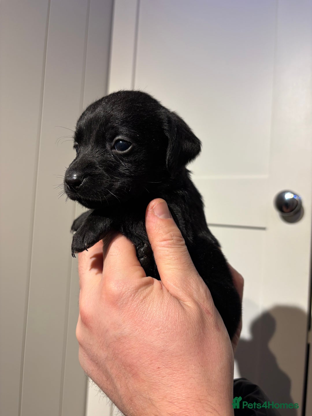 Springador dogs for sale: Labrador/Springador cross pups - Advert 14