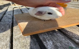 Guinea Pig rodents for sale: Pure bred California & Swiss guineapigs  - Image 18