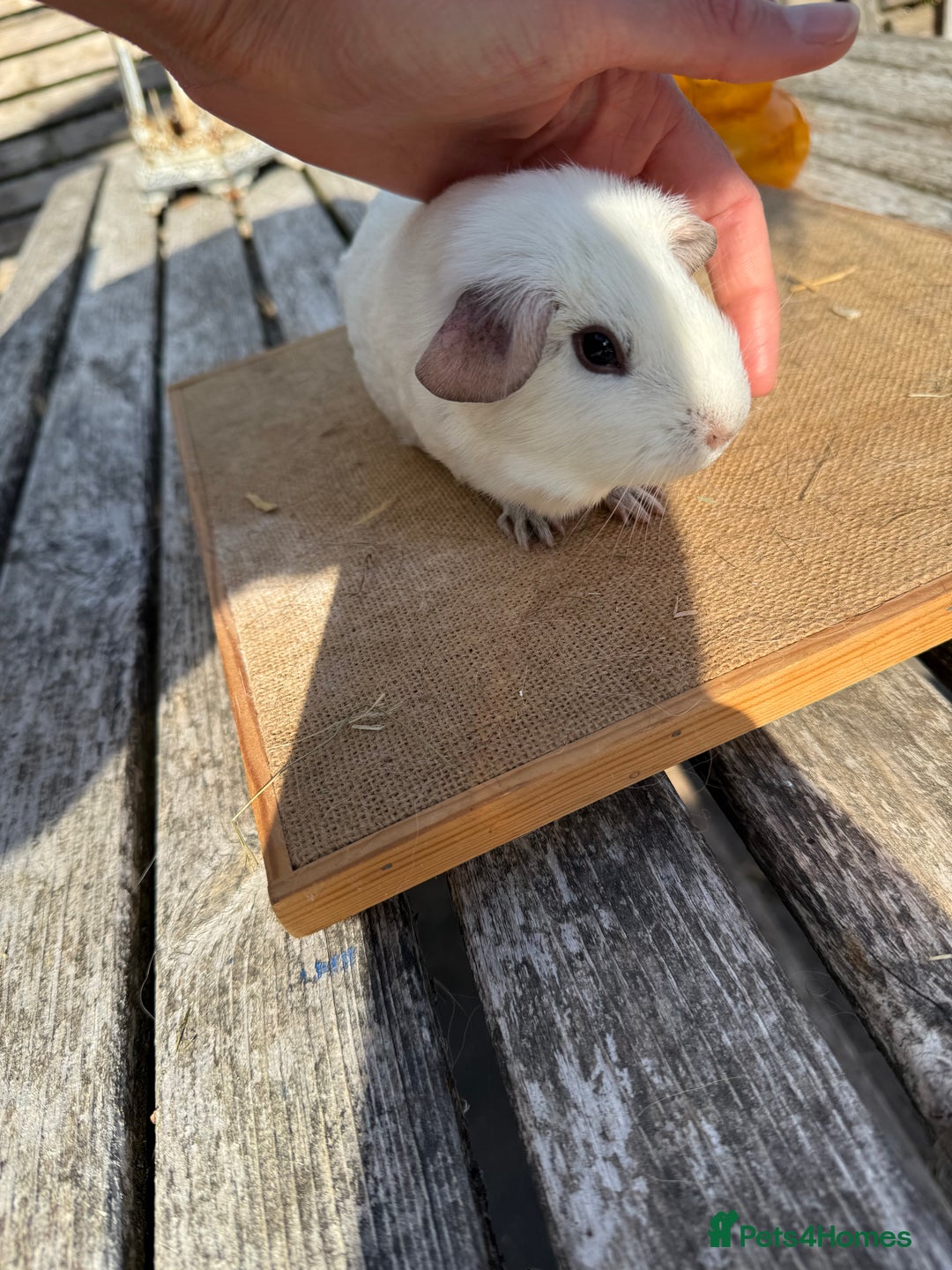 Guinea Pig rodents for sale: Pure bred California & Swiss guineapigs  - Image 18