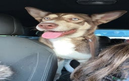 Siberian Husky dogs for sale: Siberian husky - Advert 5