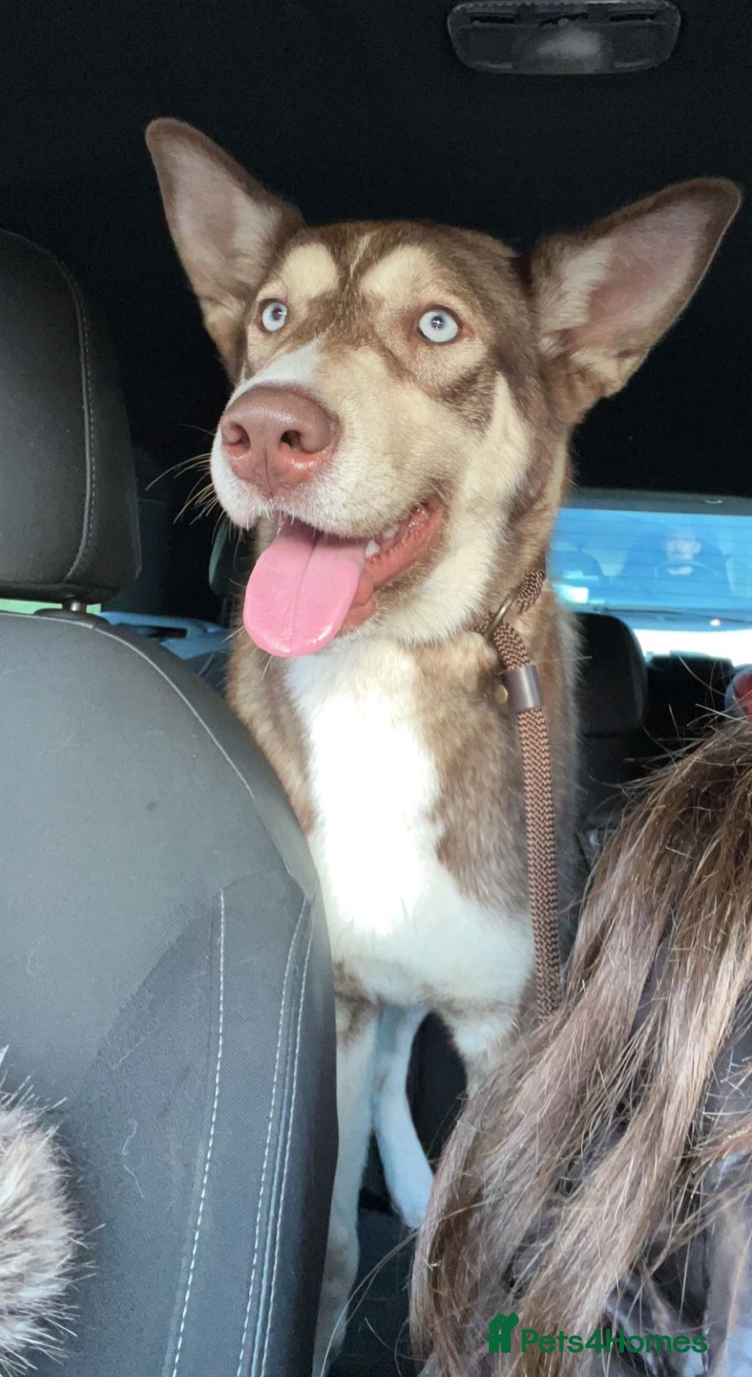 Siberian Husky dogs for sale: Siberian husky - Advert 5