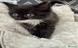 Mixed Breed cats for sale: 9 week old kittens - Image 4