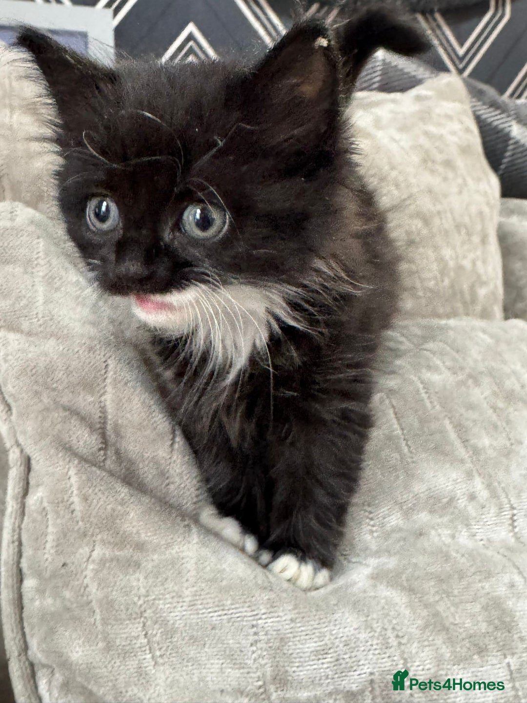 Mixed Breed cats for sale: 9 week old kittens - Image 4