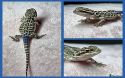 Bearded Dragon reptiles for sale: 6 Baby Bearded Dragons - Advert 3