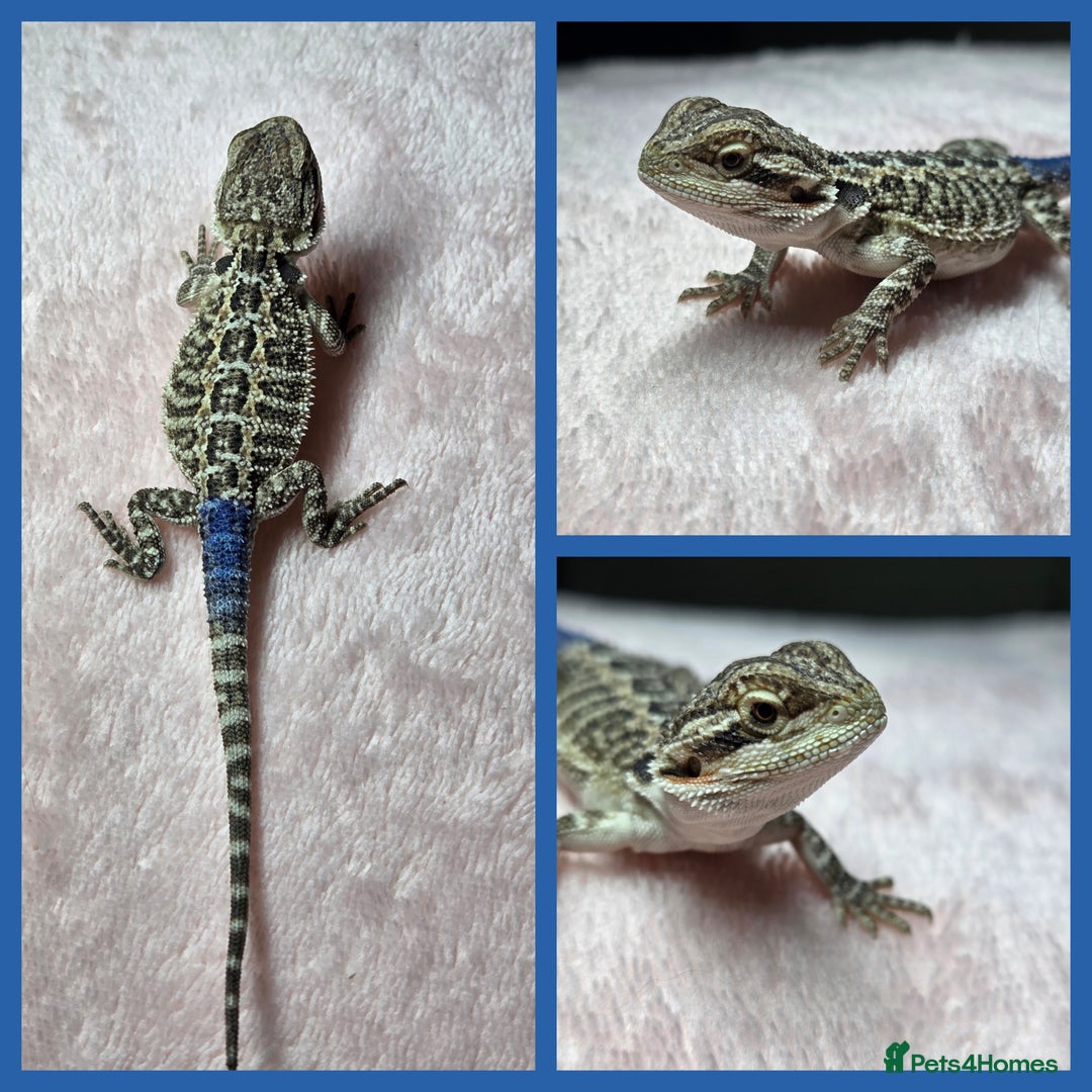 Bearded Dragon reptiles for sale: 6 Baby Bearded Dragons - Advert 3