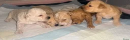 Maltipoo dogs for sale: 5 Maltipoo Puppies Looking For There Forever Homes - Advert 4