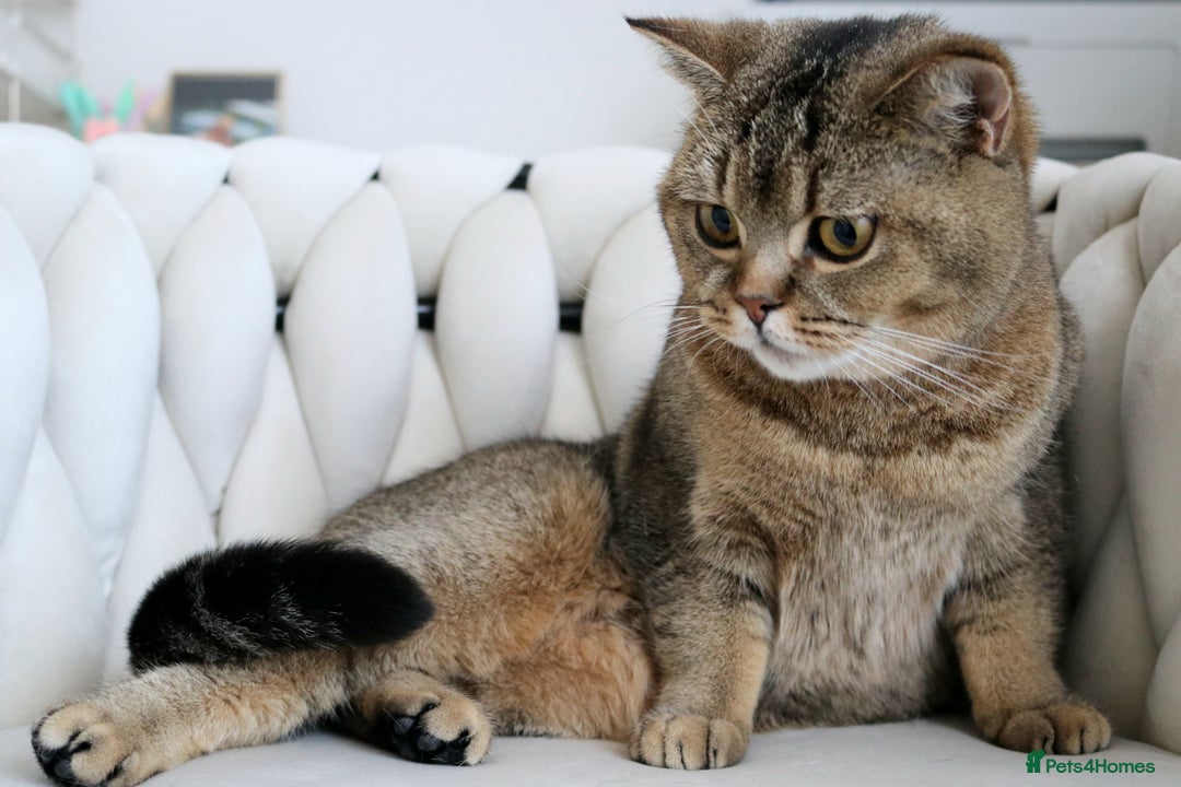 British Shorthair cats for sale: 🩷 Beautiful Pedigree British Shorthair - GCCF 🩷 - Image 8