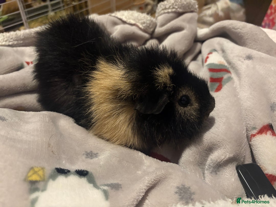 Guinea Pig rodents for sale: 1x Male  - Advert 3