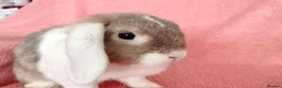Mini Lop rabbits for sale: Adult mini lop for sale  - Advert 4