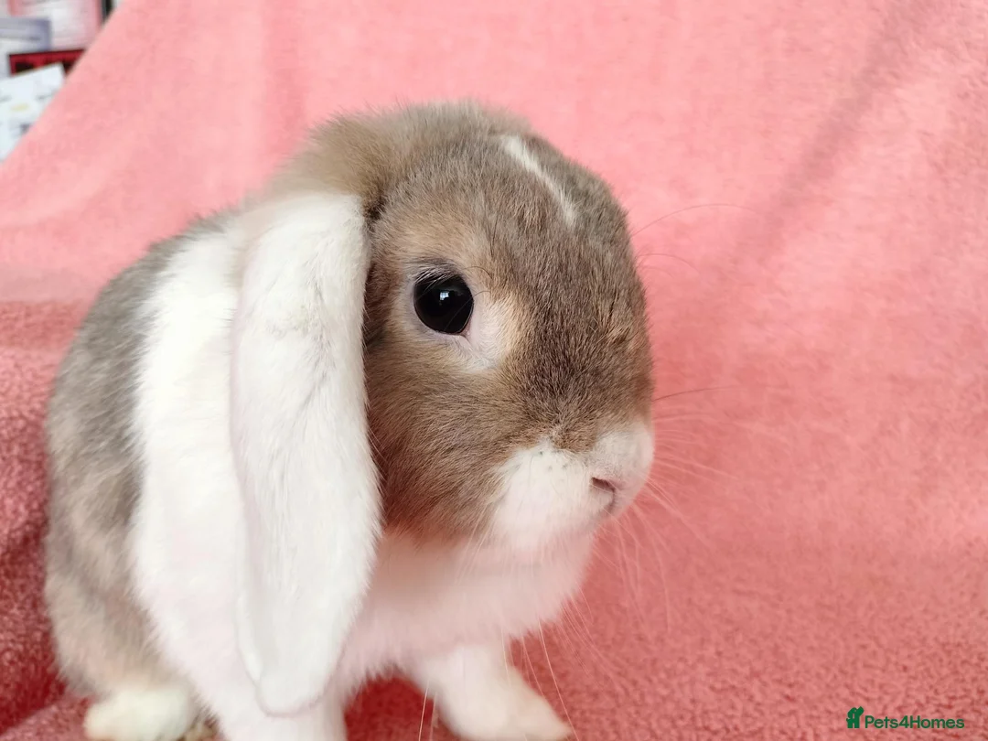 Mini Lop rabbits for sale: Adult mini lop for sale  - Advert 4