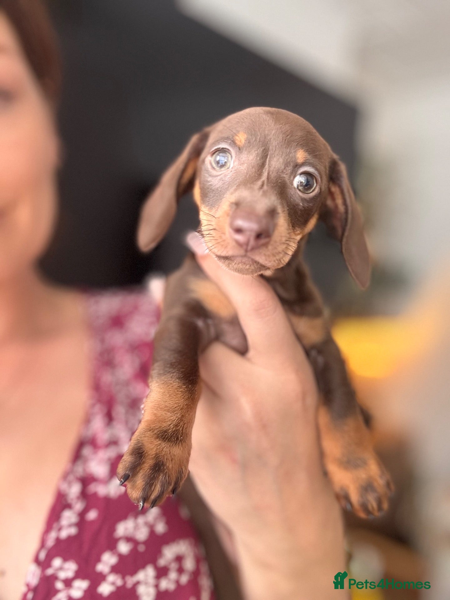 Miniature Dachshund dogs Mini Daxies - short smooth hair - reduced KC reg - Advert 14