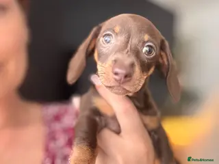 Miniature Dachshund dogs Mini Daxies - short smooth hair - reduced KC reg - Advert 6