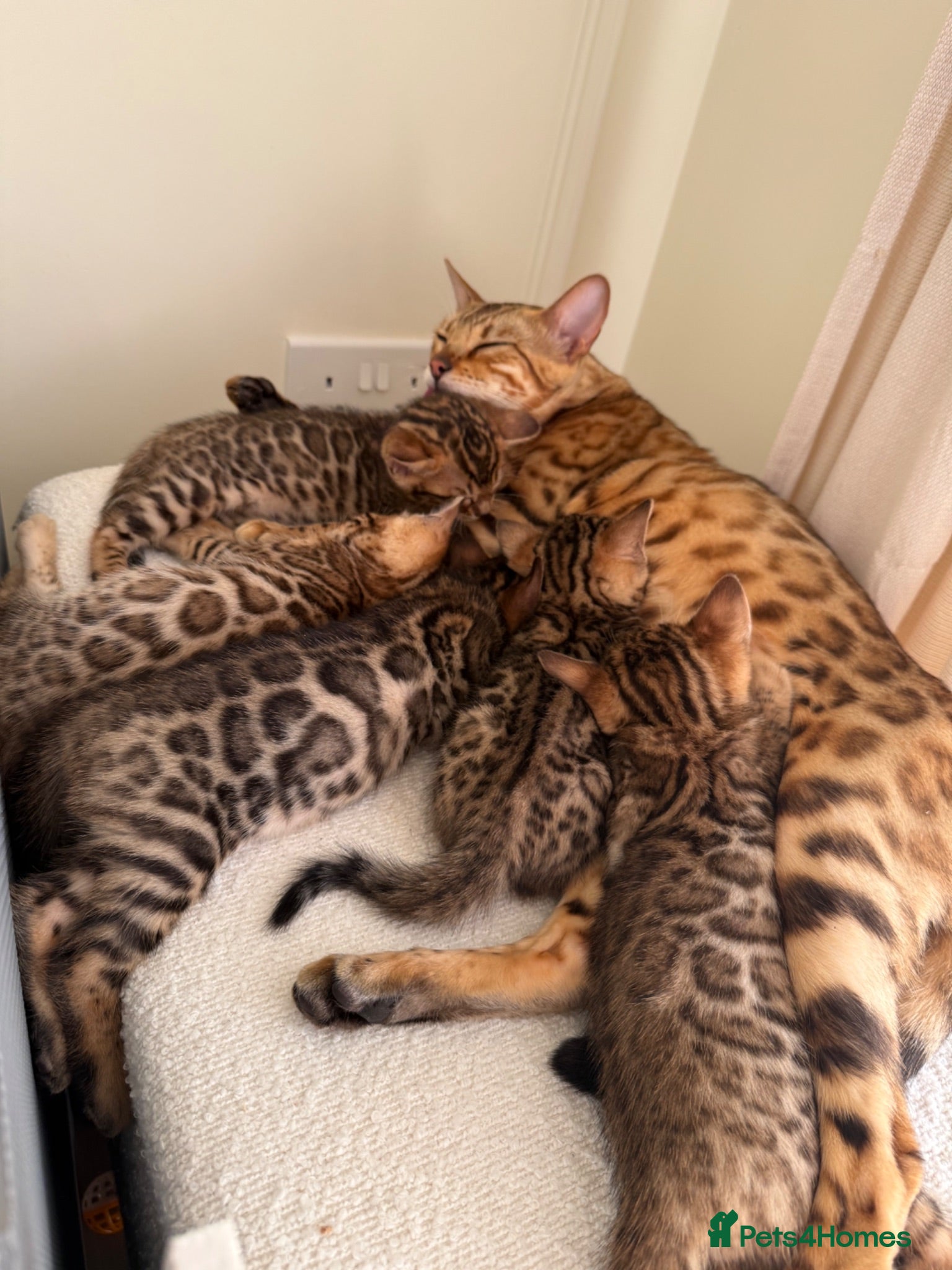 Bengal cats ✨ Pedigree Rosetted Bengal Kittens - Ready Soon✨ - Advert 1