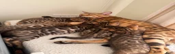 Bengal cats for sale: ✨ Pedigree Rosetted Bengal Kittens - Ready Soon✨ - Advert 2