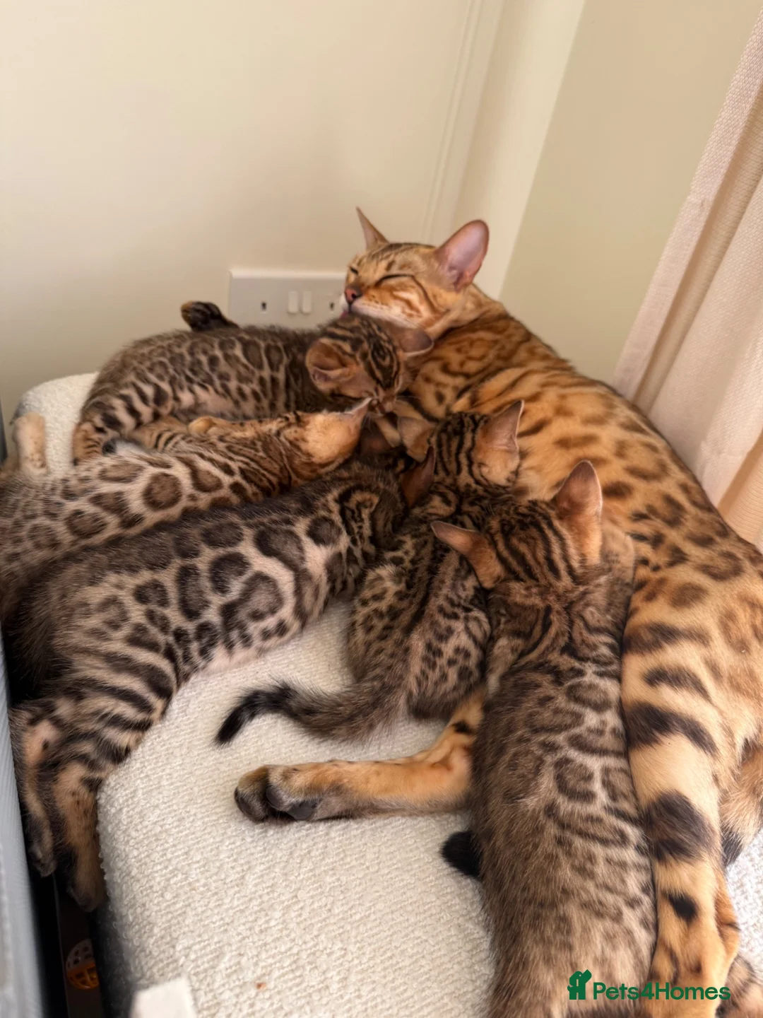 Bengal cats for sale: ✨ Pedigree Rosetted Bengal Kittens - Ready Soon✨ - Advert 2