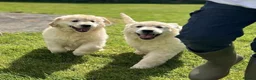 Golden Retriever dogs for sale: CHUNKY GOLDEN RETRIEVER PUPPIES in Letchworth Garden City - Advert 6