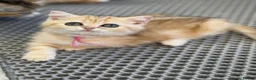 British Shorthair cats for sale: British shorthair/longhair golden kittens  - Advert 16