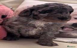 Cockapoo dogs for sale: Fabulous Quality F1b Cockapoos - Advert 7