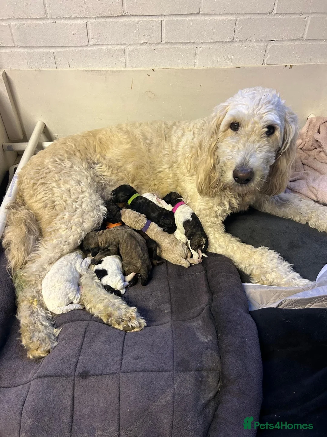 Mini Goldendoodle dogs for sale: F1B Medium Goldendoodles in Bury Saint Edmunds - Advert 1