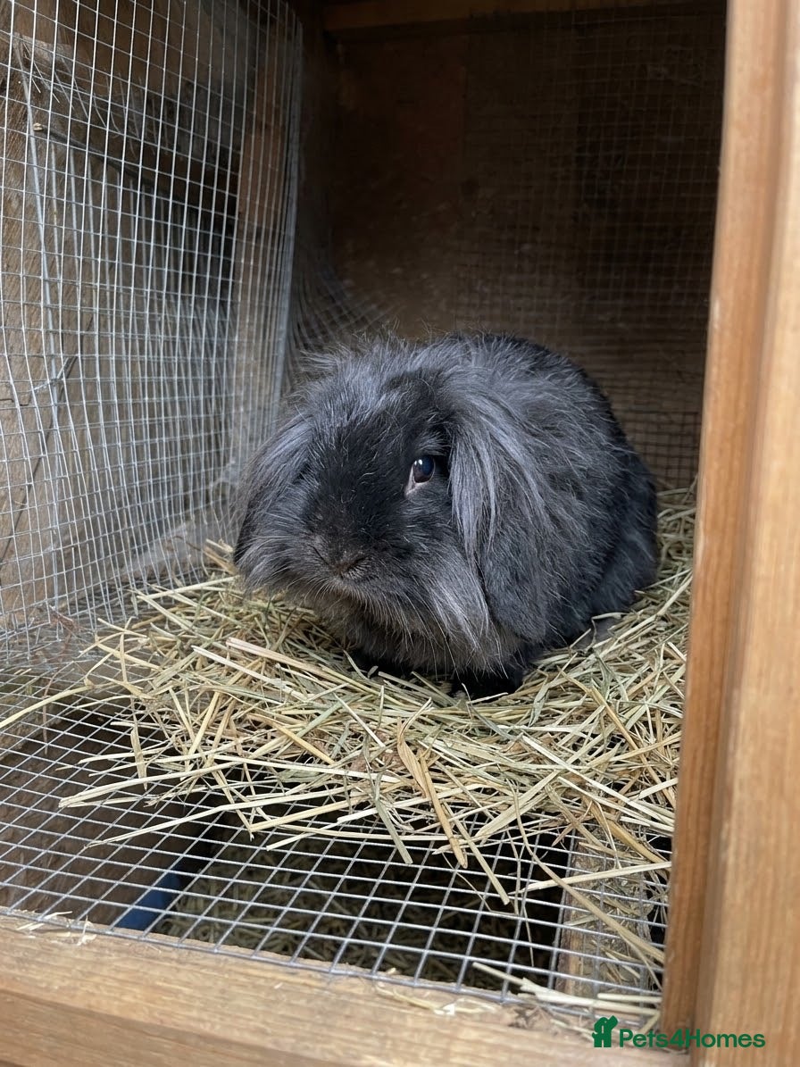 Mini Lion Lop rabbits 3 year old bunnies need rehoming  - Advert 1