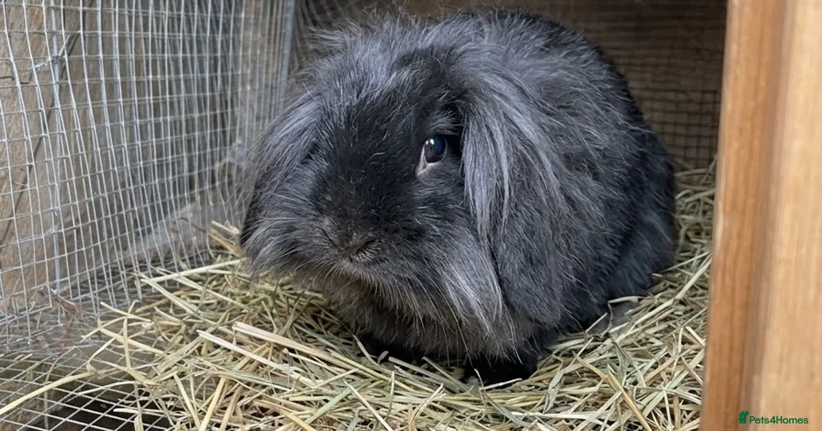 Well Made Reebits Rabbits for Sale for sale | Pets4Homes