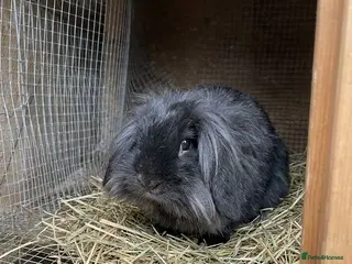 Mini Lion Lop rabbits 3 year old bunnies need rehoming - Advert 1