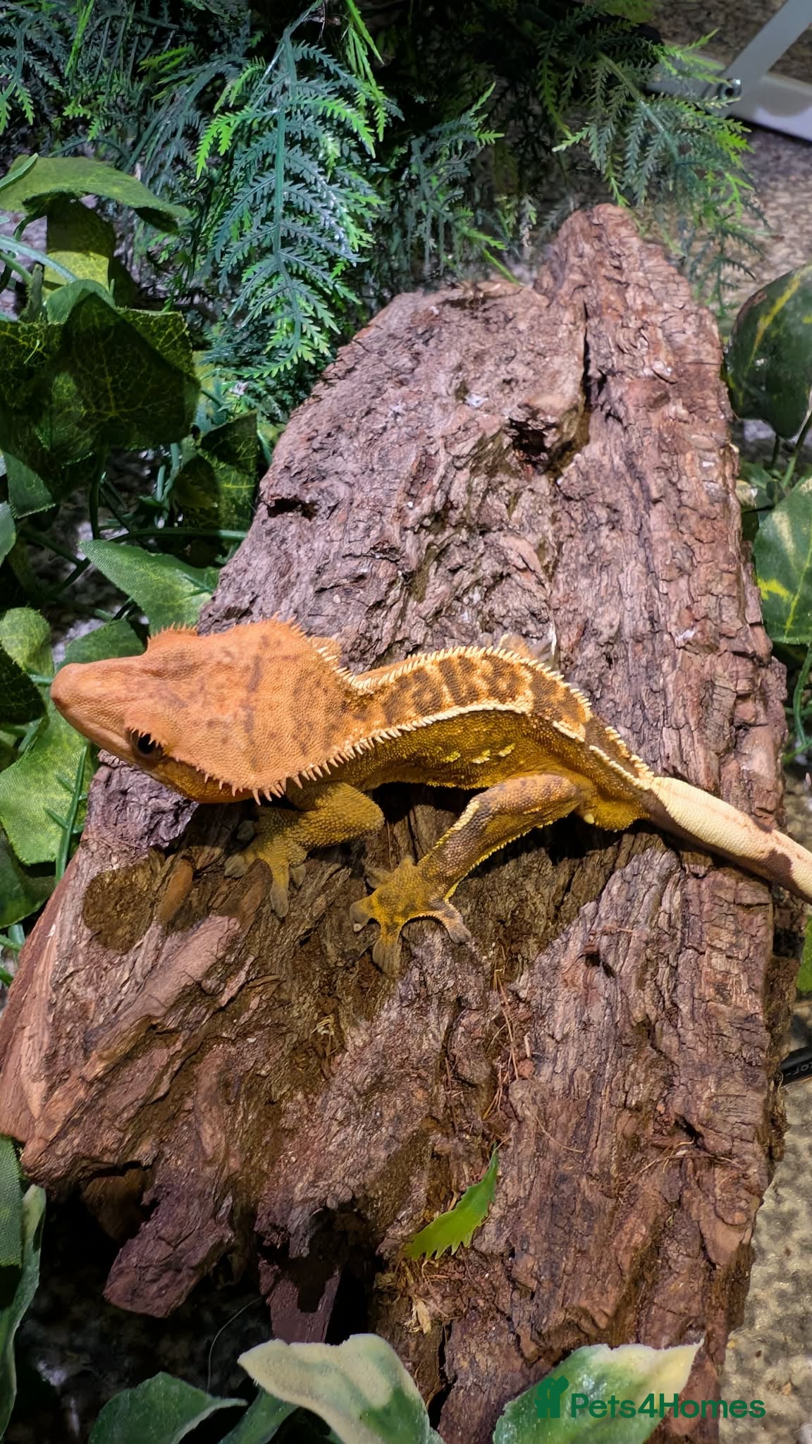 Gecko reptiles Crested geckos for sale  - Advert 1