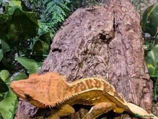 Gecko reptiles Crested geckos for sale - Advert 1