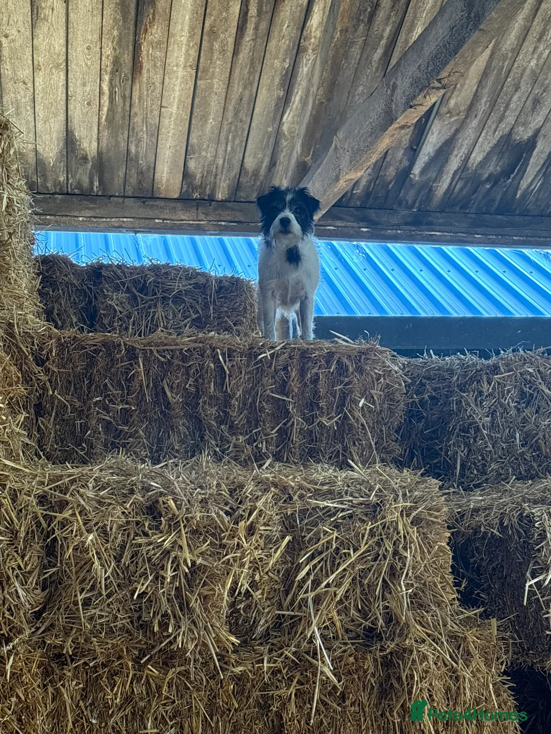 Parson Russell dogs for stud: KC parsons Russell for stud  - Advert 4