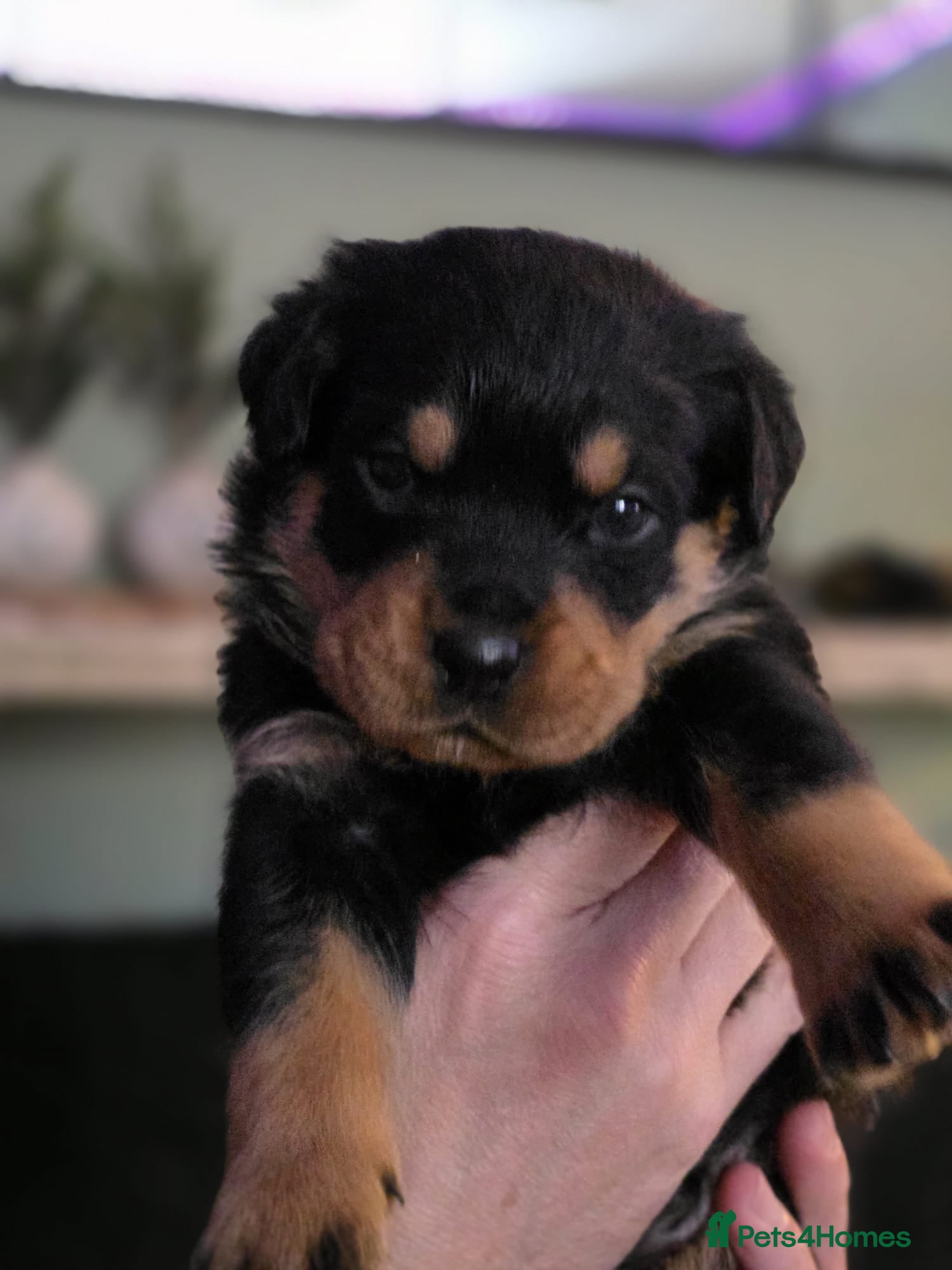 Rottweiler dogs Beautiful chunky Rottweiler puppies  - Advert 2