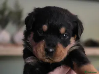 Rottweiler dogs Beautiful chunky Rottweiler puppies - Advert 3