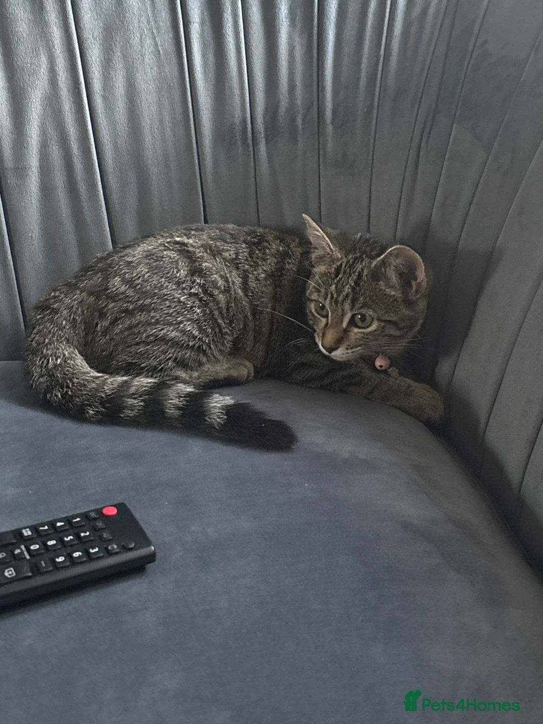 Mixed Breed cats for sale: Beautiful & Cuddly Tabby Kitten - Advert 1